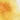Winsor & Newton Aquarelle Professionnelle Jaune Cadmium Fonce Swatch
