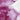 Winsor & Newton Aquarelle Professionnelle Permanent Magenta Swatch